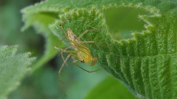 Araignée Sur Les Feuilles Dans Forêt Tropicale Humide — Video