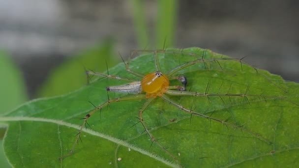Tropikal Yağmur Ormanlarında Yapraklar Üzerinde Örümcek — Stok video