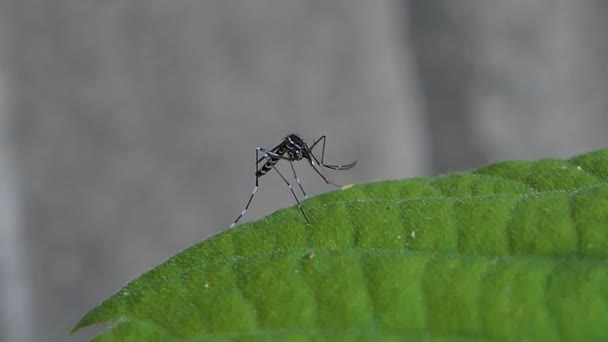 Mosquitos Aedes Albopictus Sobre Hojas Verdes Selva Tropical — Vídeo de stock