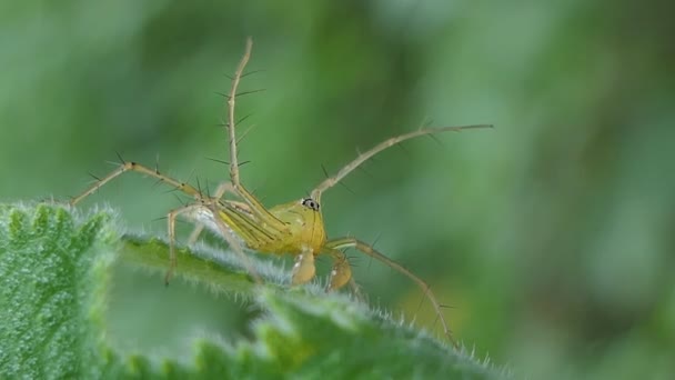 Tropikal Yağmur Ormanlarında Yapraklar Üzerinde Örümcek — Stok video