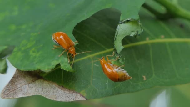 Rote Melone Käfer Aulacophora Africana Auf Blättern Schädlinge Die Pflanzen — Stockvideo