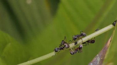 Tropikal yağmur ormanlarında küçük böcek yiyen siyah karınca.