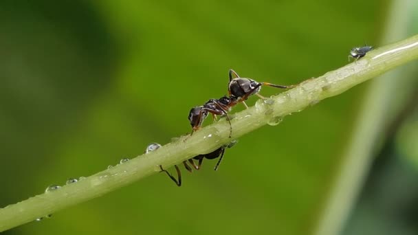 Hormiga Negra Comiendo Pequeño Insecto Selva Tropical — Vídeos de Stock