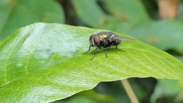 Flyga Gröna Blad Tropiska Regnskogen Natur Bakgrunder — Stockvideo