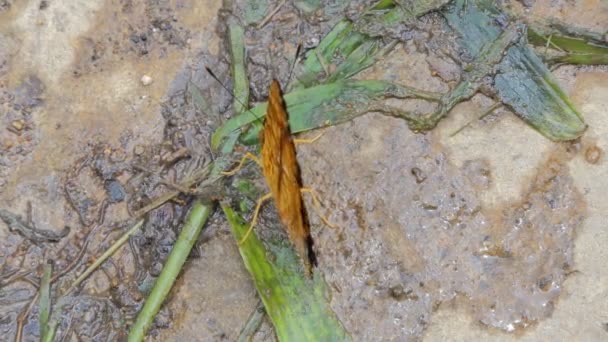 Mariposa Bufón Común Symbrenthia Lilaea Sobre Roca Selva Tropical — Vídeo de stock