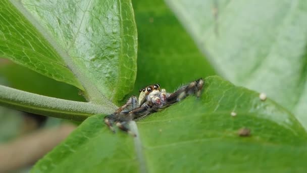 Araignée Sauteuse Sur Les Feuilles Vertes Dans Forêt Tropicale Humide — Video