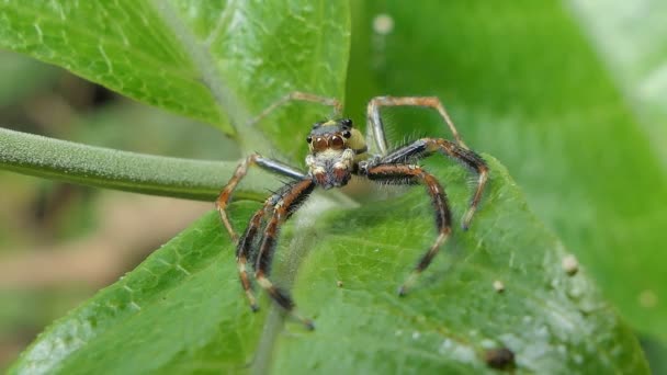 Jumping Spider Green Leaves Tropical Rain Forest — Stock Video