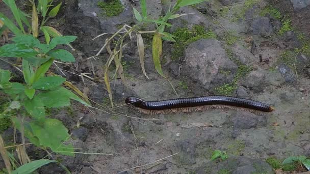 Milípede Negra Caminhando Chão Floresta Tropical — Vídeo de Stock