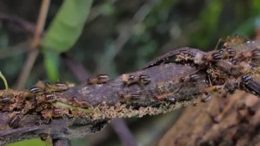 Tropik yağmur ormanlarında daldaki termitler (Macrotermes) kalabalığı. 