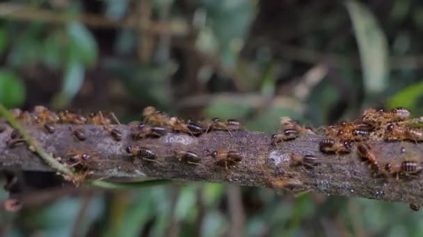 Folkmassan Termiter Macrotermes Förgrena Sig Tropisk Regnskog — Stockvideo