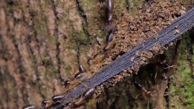 Tropik yağmur ormanlarında daldaki termitler (Macrotermes) kalabalığı. 