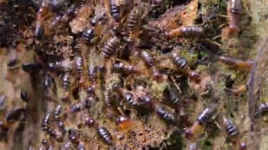 Tropik yağmur ormanlarında daldaki termitler (Macrotermes) kalabalığı. 