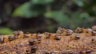 Tropik yağmur ormanlarında daldaki termitler (Macrotermes) kalabalığı. 