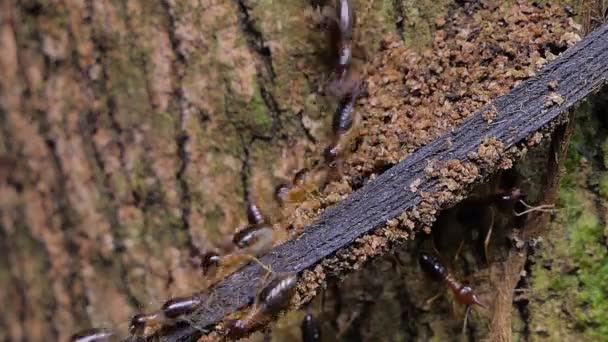 Crowd Termites Macrotermes Branch Tropical Rain Forest — Stock Video