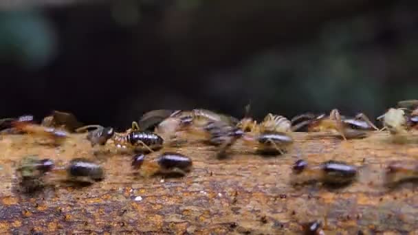 Crowd Termites Macrotermes Branch Tropical Rain Forest — Stock Video
