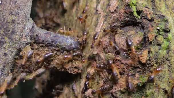 熱帯雨林の枝にシロアリ マクロターム の群集 — ストック動画