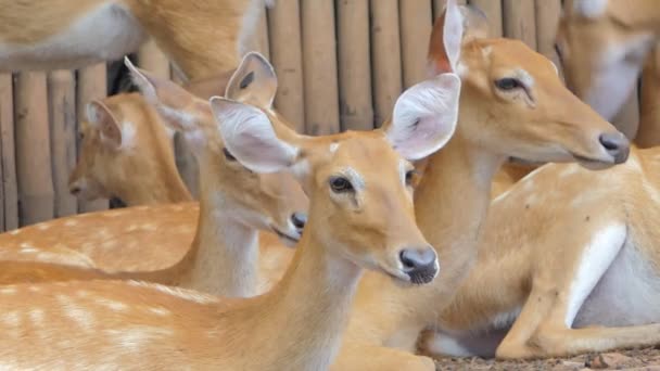 Crowd Spotted Deer Axis Axis Sitting Nature — Stock Video