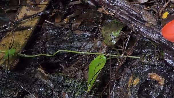 Champignon Rouge Dans Forêt Tropicale Humide — Video