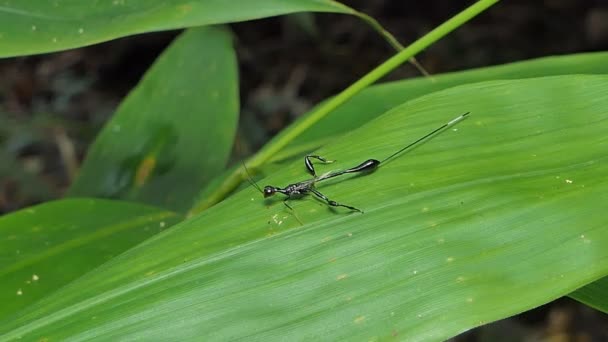 Guêpes Parasites Sur Les Feuilles Vertes Dans Forêt Tropicale Humide — Video