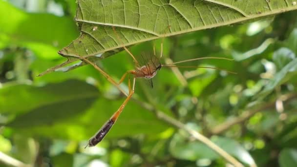 Guêpes Parasites Sur Les Feuilles Vertes Dans Forêt Tropicale Humide — Video