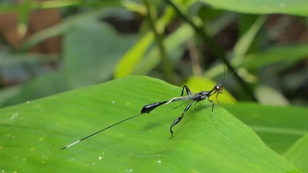 Parasitiska Getingar Gröna Blad Tropiska Regnskog — Stockvideo