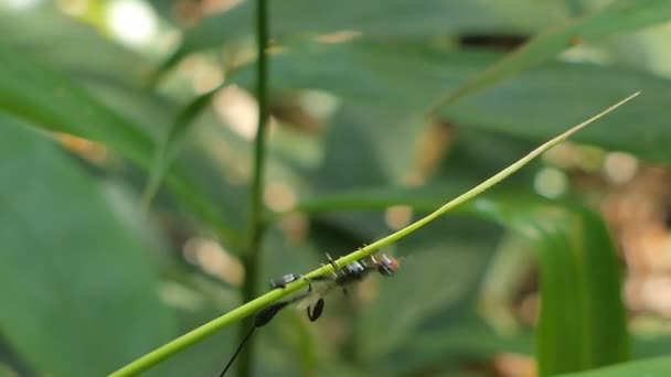 Parasitiska Getingar Gröna Blad Tropiska Regnskog — Stockvideo