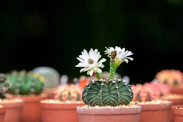 Flor blanca de cactus. — Foto de Stock