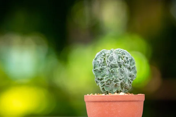 Cactus en el mercado de flores — Foto de Stock