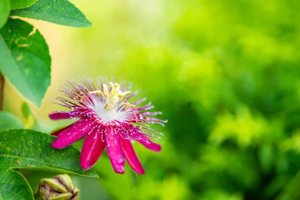 Blue Passion flower blooming in the garden.