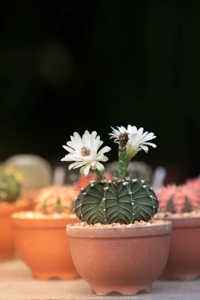 Flor blanca de cactus. — Foto de Stock