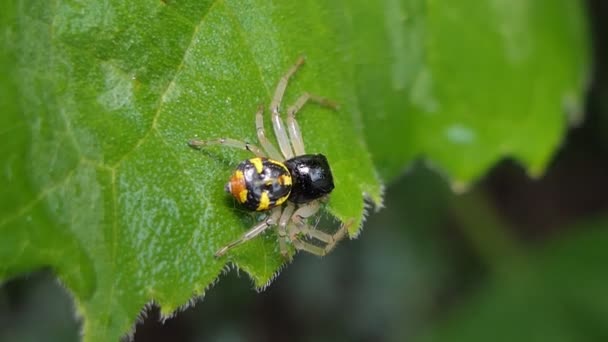 热带雨林绿叶上的黑跳蜘蛛 — 图库视频影像