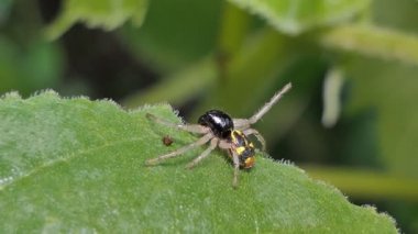 Tropikal yağmur ormanlarında yeşil yaprak üzerinde siyah atlama örümcek.