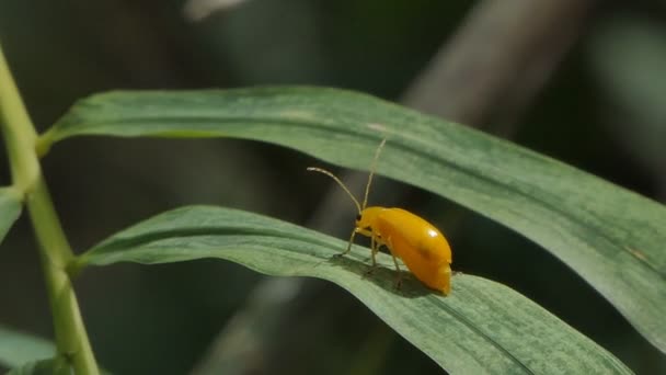 Πεπόνι Κόκκινο Σκαθάρι Aulacophora Africana Στα Φύλλα Παράσιτα Που Καταστρέφουν — Αρχείο Βίντεο