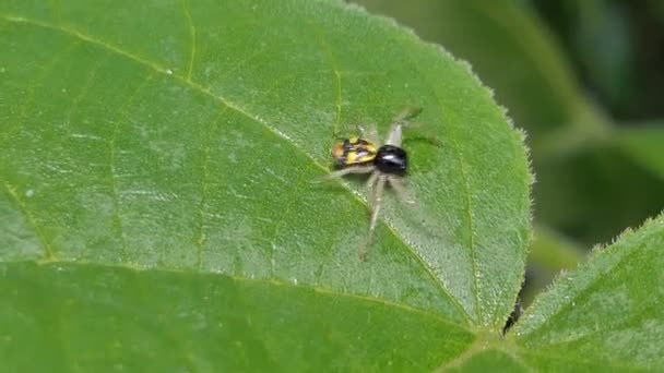 Araña Saltadora Negra Sobre Hoja Verde Selva Tropical — Vídeos de Stock