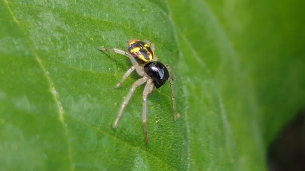 Aranha Negra Saltando Folha Verde Floresta Tropical — Vídeo de Stock