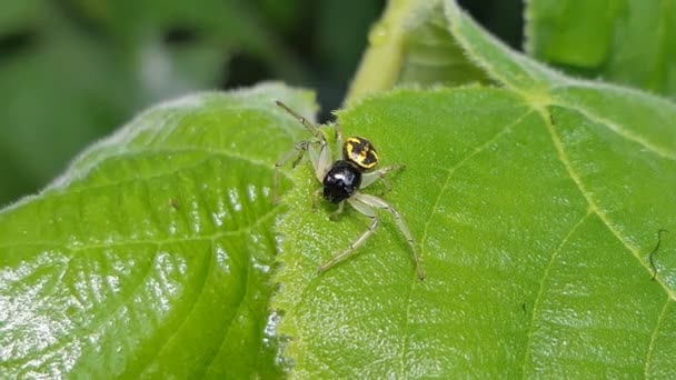 Araña Saltadora Negra Sobre Hoja Verde Selva Tropical — Vídeo de stock
