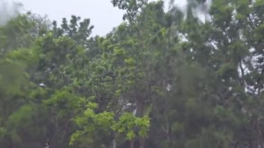 Yağmurlu bir günde camakan su, gerçek zamanlı.