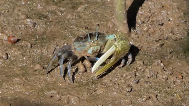 Crabe Violoneux Uca Vocans Sur Boue Dans Forêt Humide — Video