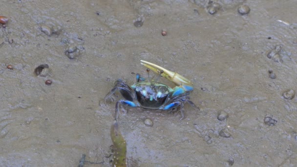 Crabe nain (Uca vocans) dans les forêts humides . 