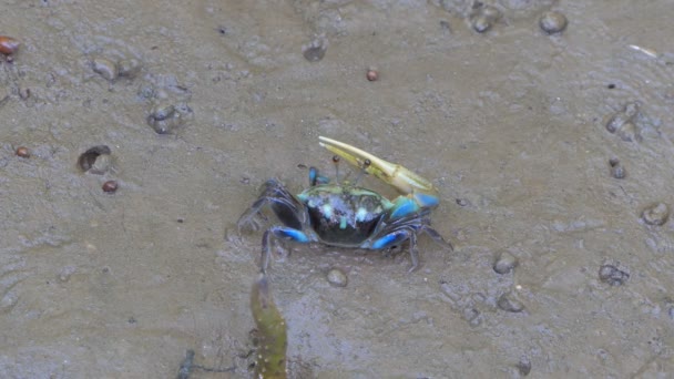 Fiddler Crab Uca Vocans Wetlands Forest — Stock Video