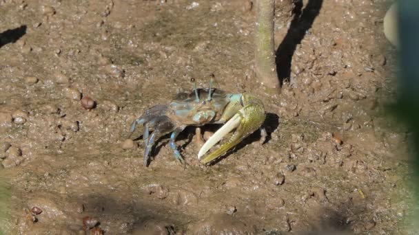 Crabe nain (Uca vocans) dans les forêts humides . 