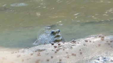Dev Mudskipper mangrov ormanında çamur üzerinde.