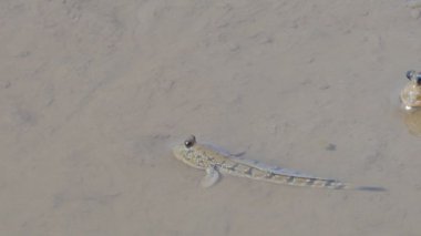 Mangrov ormanında çamur üzerinde Mavi Benekli Çamur.