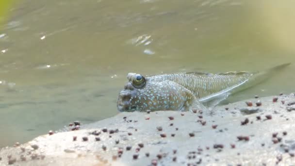 Gigantyczny Mudskipper Błoto Lesie Namorzynowych — Wideo stockowe