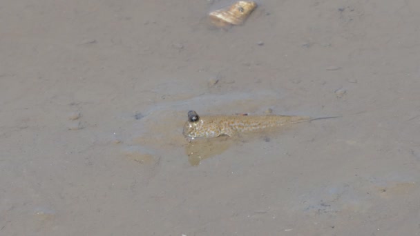 Blauwe Gevlekte Mudskipper Modder Mangrove Bos — Stockvideo