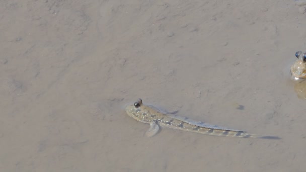 Mudskipper Błękitno Plamisty Błocie Lesie Namorzynowych — Wideo stockowe