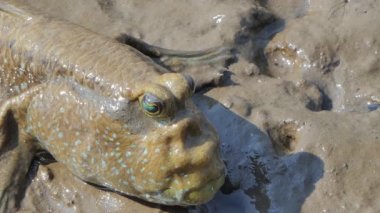 Dev Mudskipper mangrov ormanında çamur üzerinde.