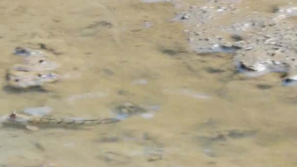 红树林泥上的蓝色斑点泥人 — 图库视频影像