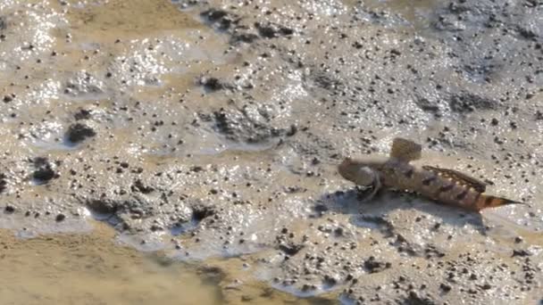 Blauwe Gevlekte Mudskipper Modder Mangrove Bos — Stockvideo