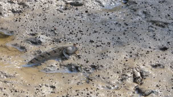 Blauwe Gevlekte Mudskipper Modder Mangrove Bos — Stockvideo